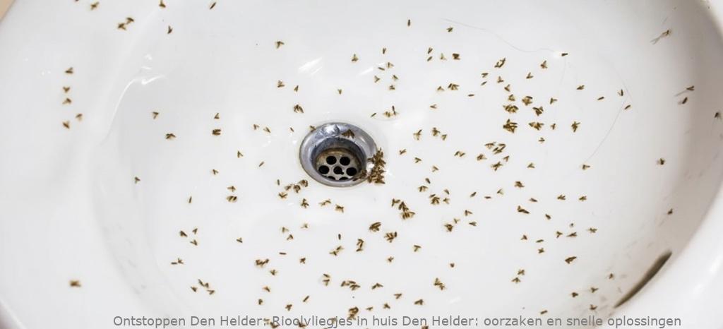Rioolvliegjes in huis Den Helder: oorzaken en snelle oplossingen